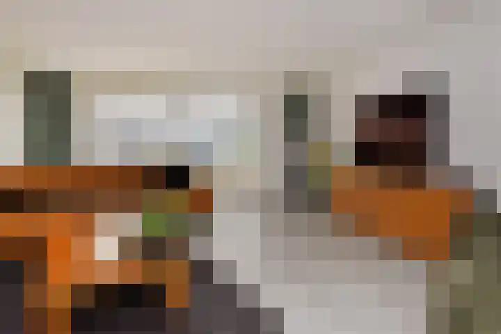 Atalantazoom 33 Pijnacker thumbnail 13