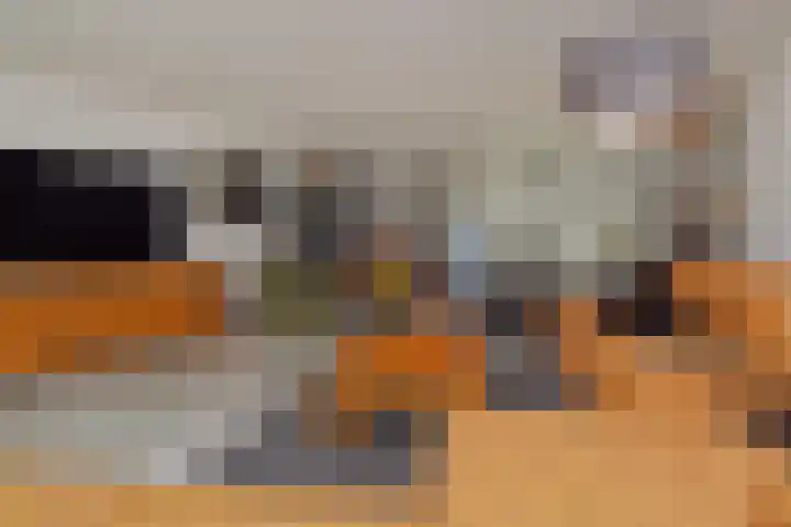 Atalantazoom 33 Pijnacker thumbnail 16