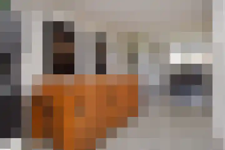 Atalantazoom 33 Pijnacker thumbnail 17