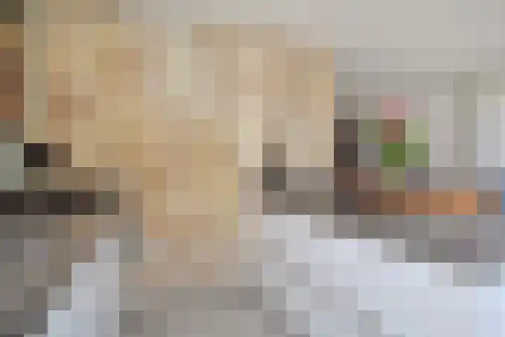 Atalantazoom 33 Pijnacker thumbnail 21