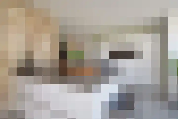 Atalantazoom 33 Pijnacker thumbnail 23