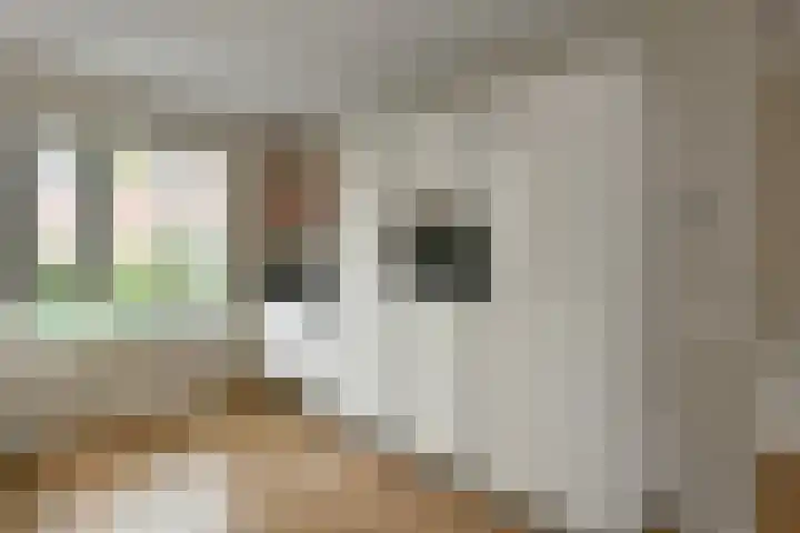 Aureus 26 Elst thumbnail 14