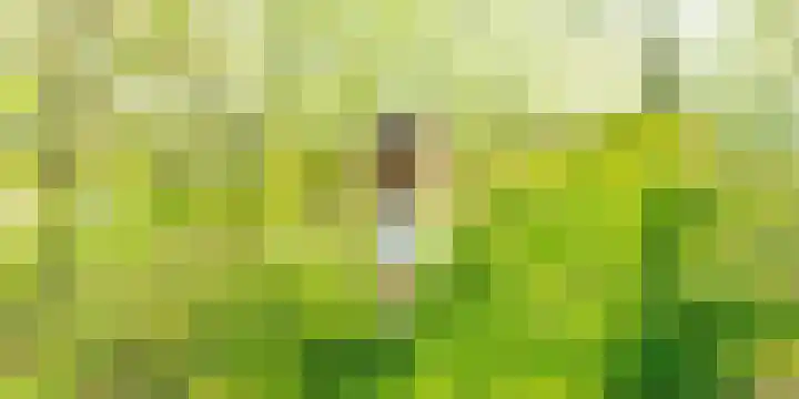 Azalealaan 3 Boskoop thumbnail 17