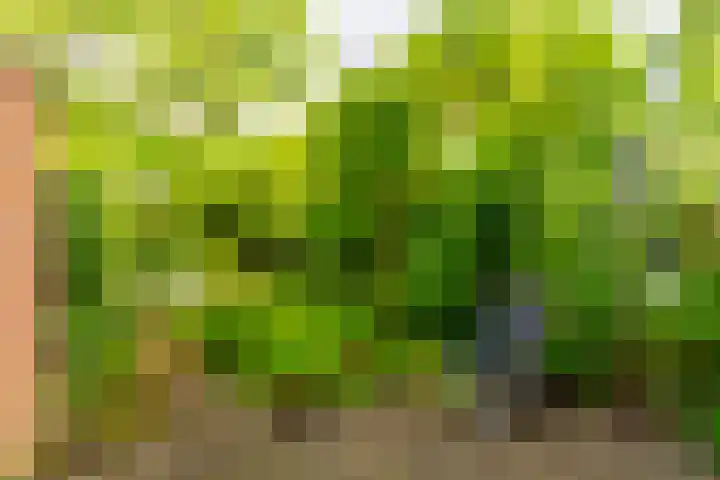 Azoren 47 Utrecht thumbnail 19