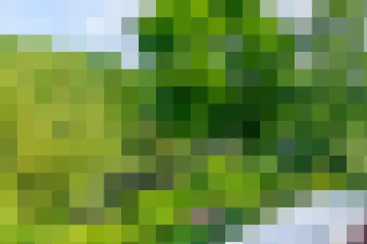 Azoren 47 Utrecht thumbnail 38