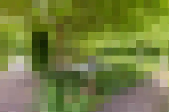 Baandert 2 Sittard thumbnail 31