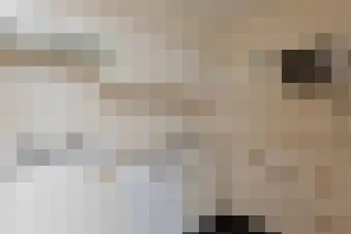 Baandervesting 51 Edam thumbnail 18