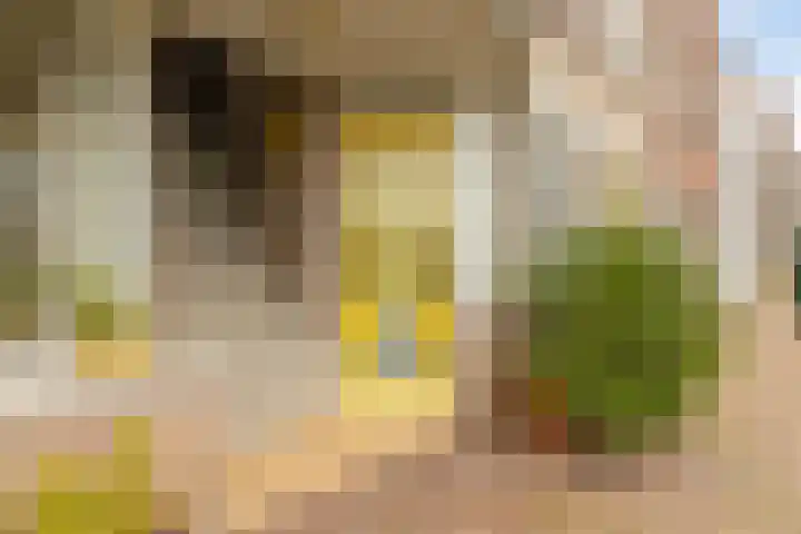 Baandervesting 51 Edam thumbnail 6