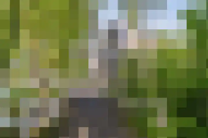 Baandervesting 81 Edam thumbnail 44