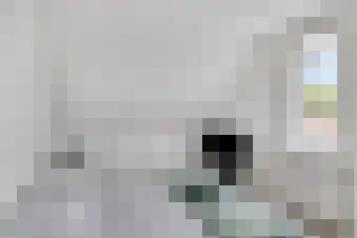 Baandervesting 90 Edam thumbnail 19