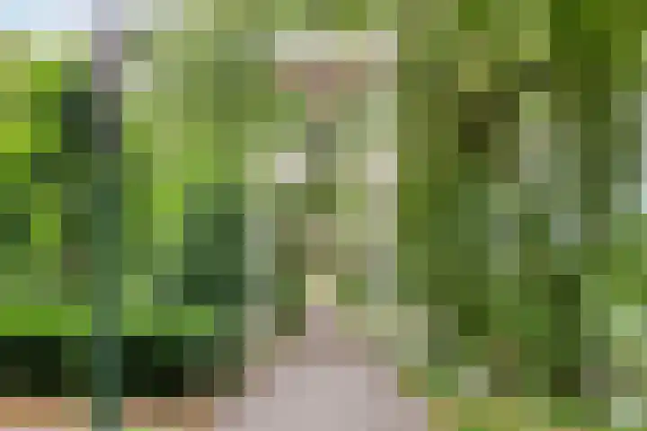 Baandervesting 90 Edam thumbnail 32