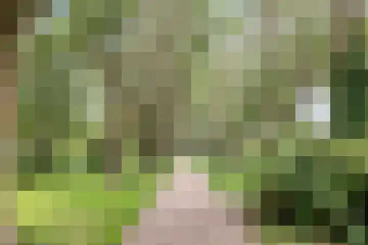 Baandervesting 90 Edam thumbnail 34