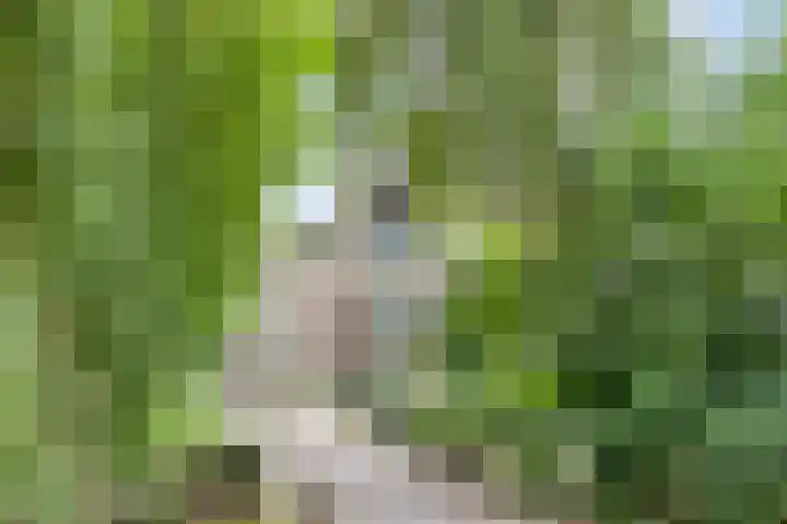 Baandervesting 90 Edam thumbnail 35