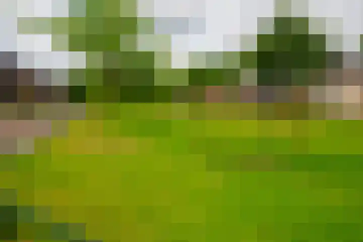 Baars 26 Borne thumbnail 38