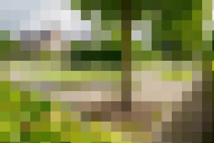 Baars 26 Borne thumbnail 40