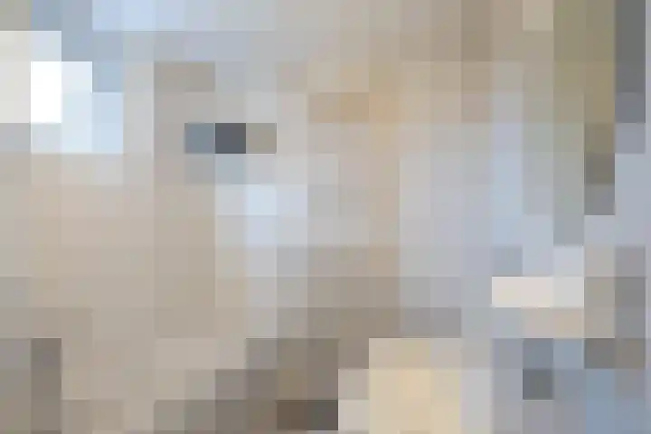 Bacchus 58 Wijk bij Duurstede thumbnail 37