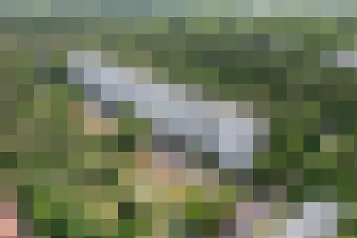 Bachlaan 56 Goes thumbnail 44