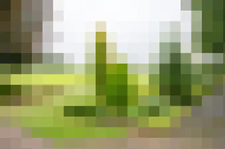Bakkersteeg 7 Almen thumbnail 9