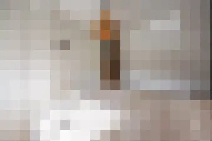 Balkengat 20 Den Hoorn thumbnail 20