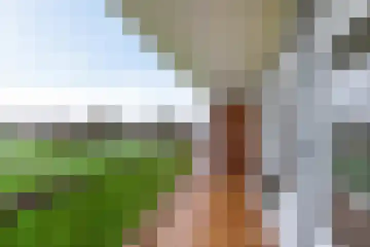 Balsemkruid 97 Rotterdam thumbnail 17