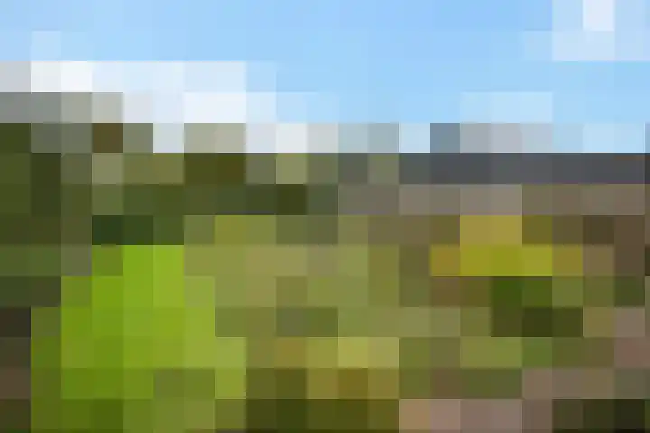 Banderschulte 4 Rolde thumbnail 41