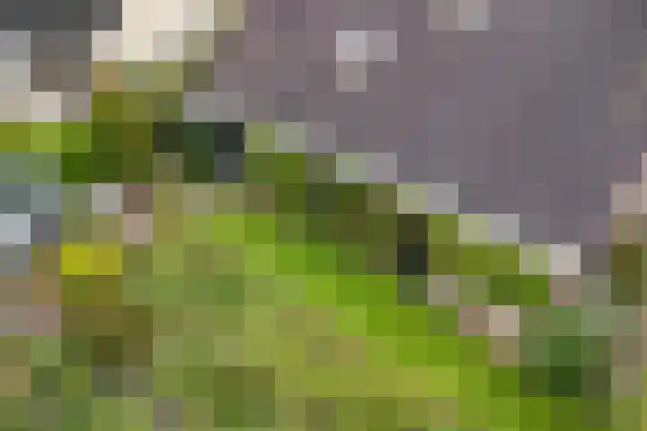 Banderschulte 4 Rolde thumbnail 43