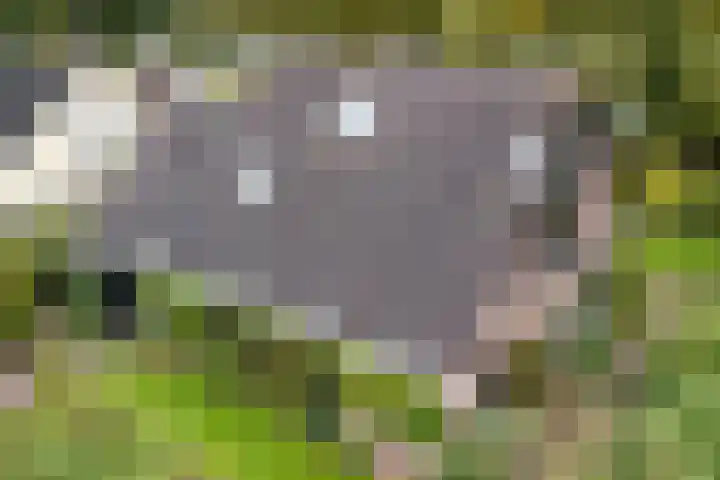 Banderschulte 4 Rolde thumbnail 44