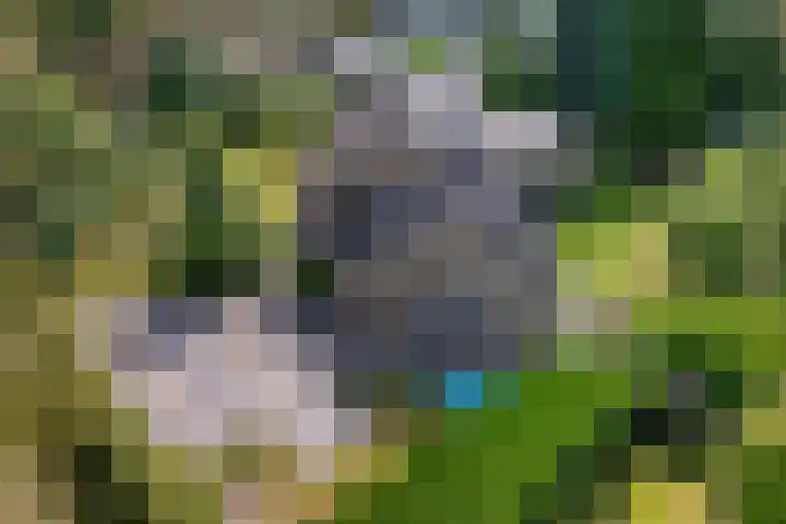 Banderschulte 9 Rolde thumbnail 57