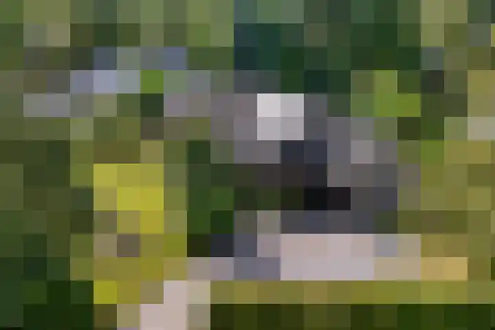 Banderschulte 9 Rolde thumbnail 58