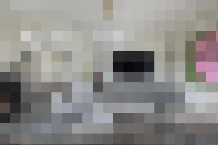 Bandhaak 10 Papendrecht thumbnail 13