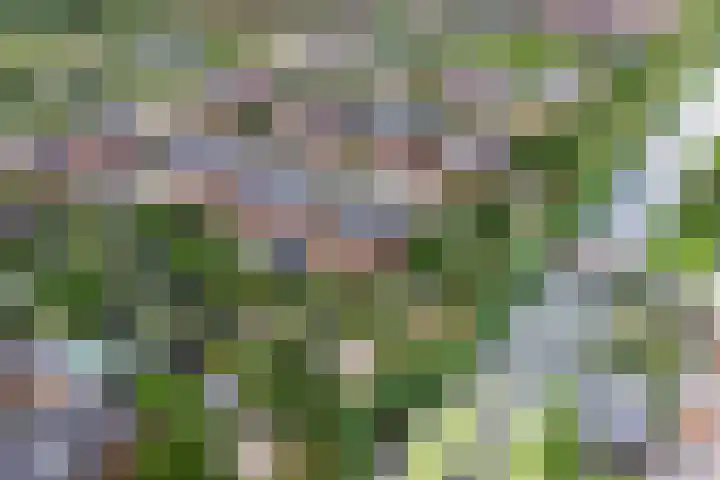 Bandhaak 10 Papendrecht thumbnail 59