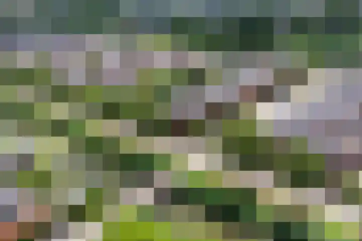 Bandhaak 10 Papendrecht thumbnail 60