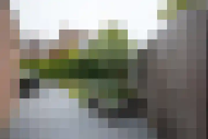 Bandholm 87 Hoofddorp thumbnail 35