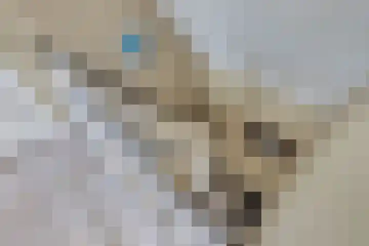 Bandsloot 1 C Bantega thumbnail 26