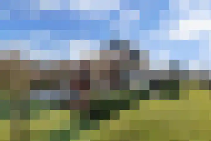 Bandsloot 1 C Bantega thumbnail 43