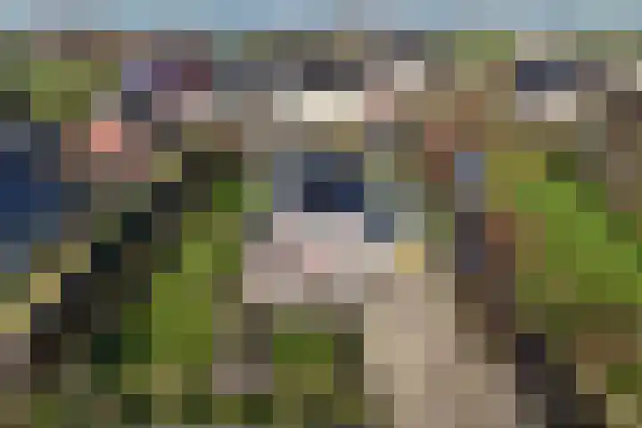 Bandsloot 1 C Bantega thumbnail 57