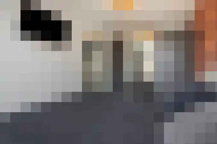 Bankirai 27 Rosmalen thumbnail 21