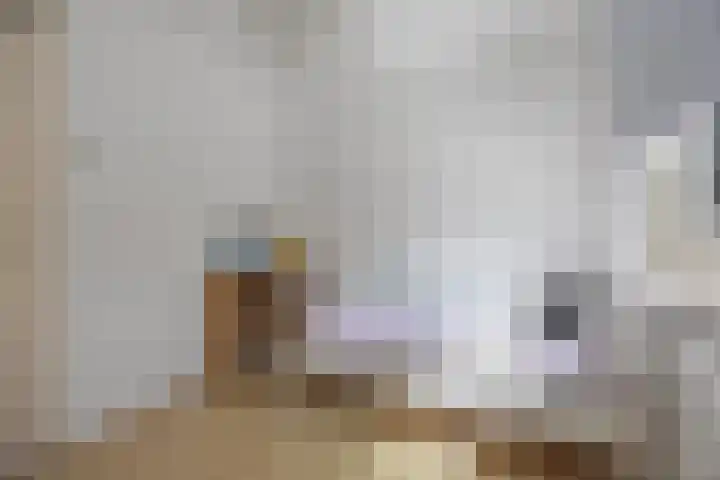 Barentszstraat 10 Drunen thumbnail 18