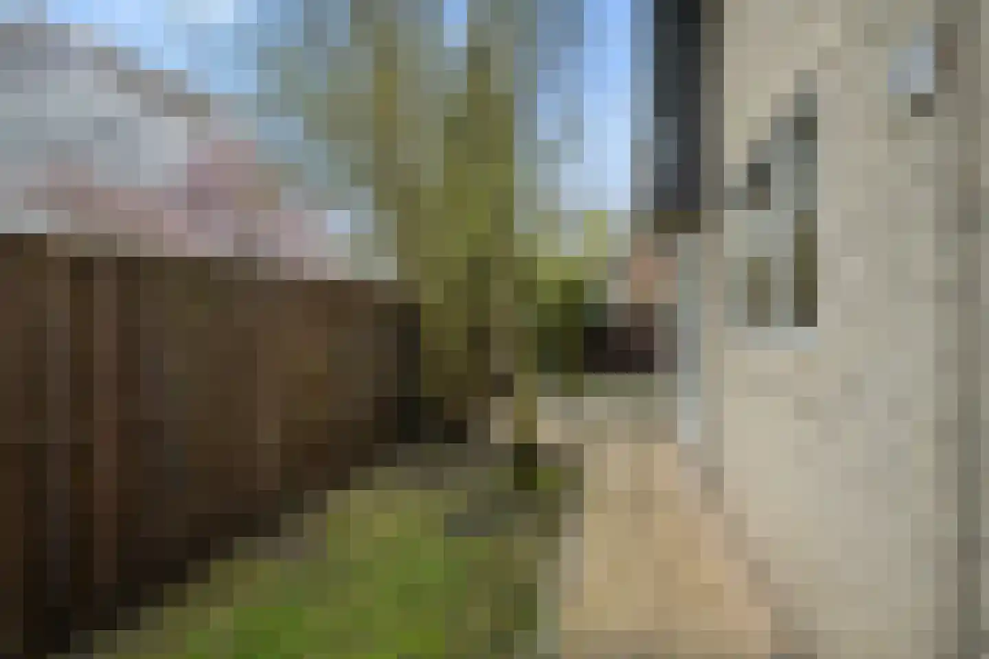 Bark 65 Barendrecht thumbnail 42