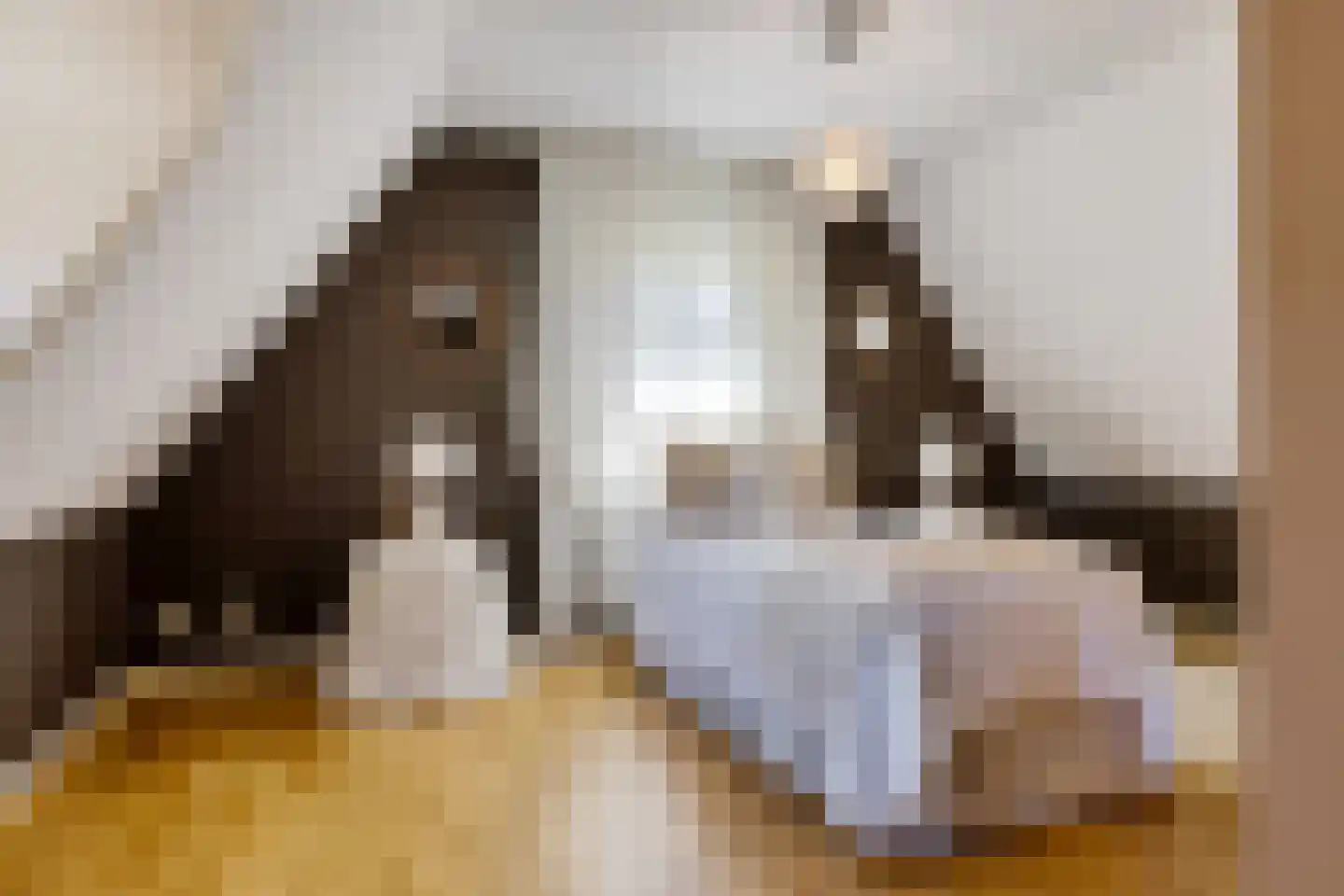 Bark 9 Nieuw-Amsterdam thumbnail 22