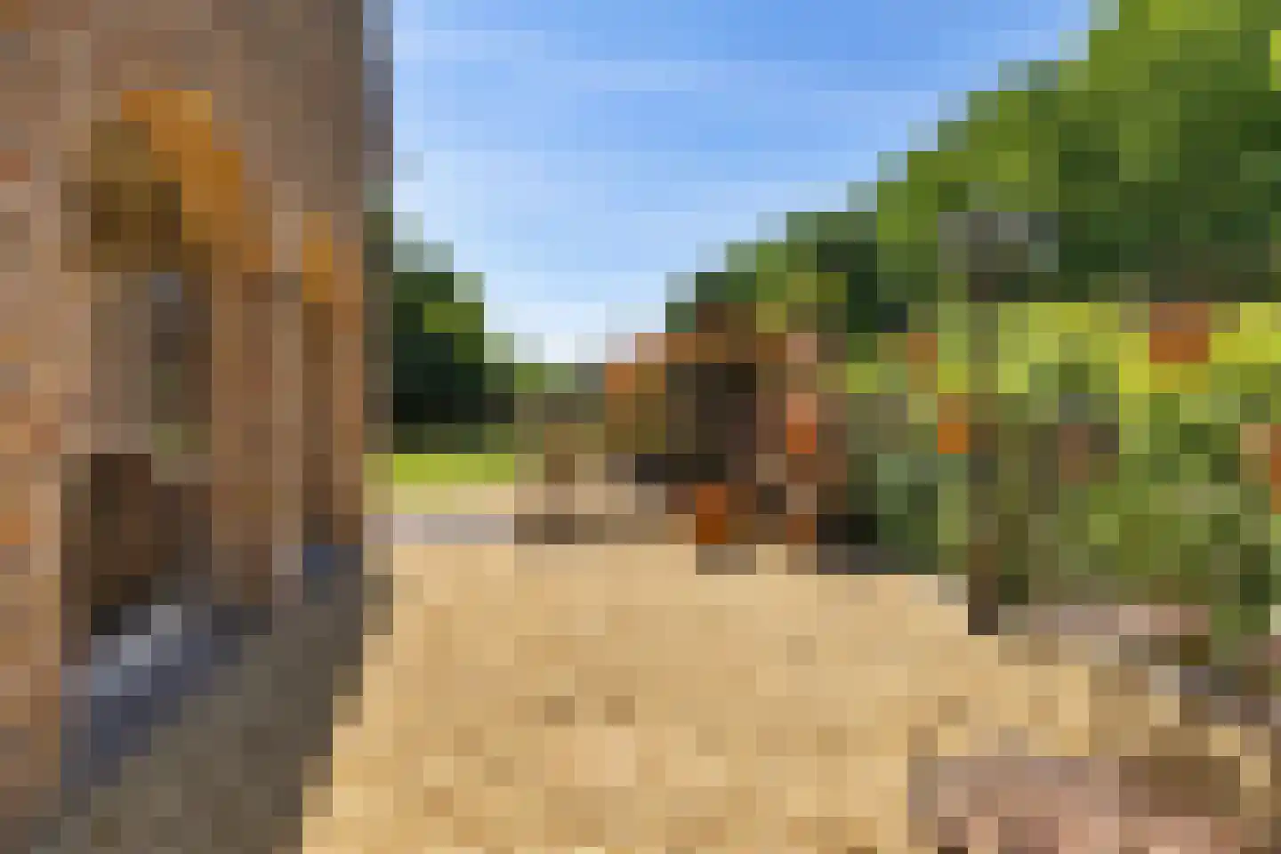 Bark 9 Nieuw-Amsterdam thumbnail 40