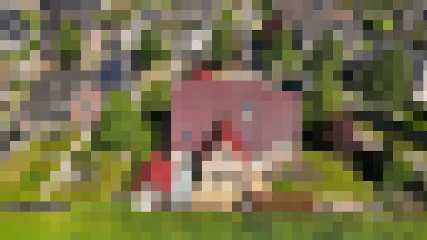Bark 9 Nieuw-Amsterdam thumbnail 45