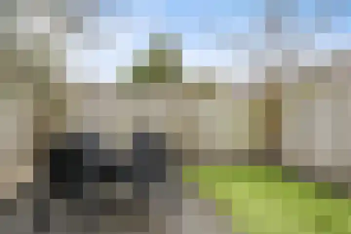 Baronie 21 Oss thumbnail 33