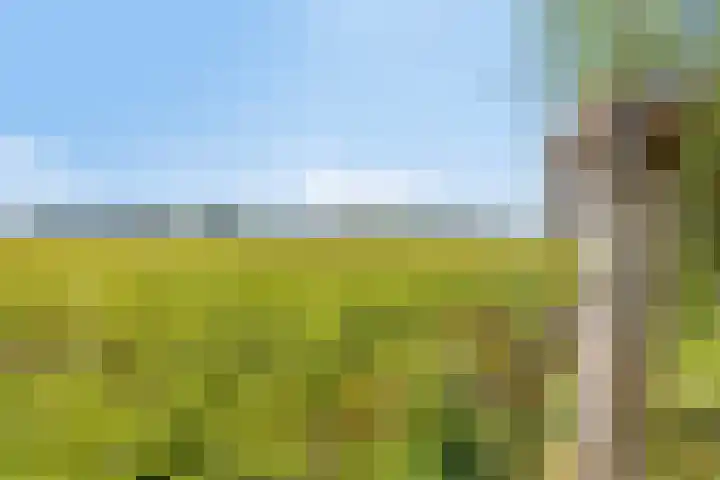 Barsweg 12 Hollandscheveld thumbnail 39
