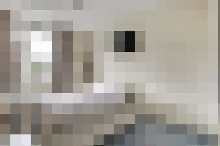 Bartelsstraat 18 Melick thumbnail 21