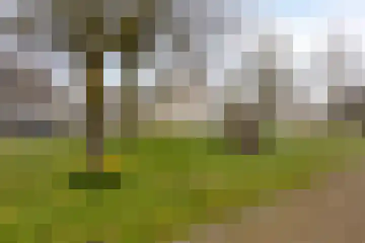 Bartigon 10 Limmen thumbnail 21