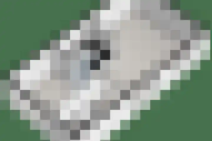 Bastertkamp 17 Zwolle thumbnail 39