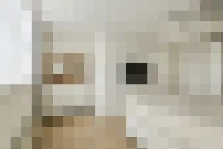 Bastion 8 Terheijden thumbnail 28