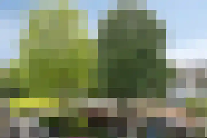 Batenburg 238 Deventer thumbnail 4
