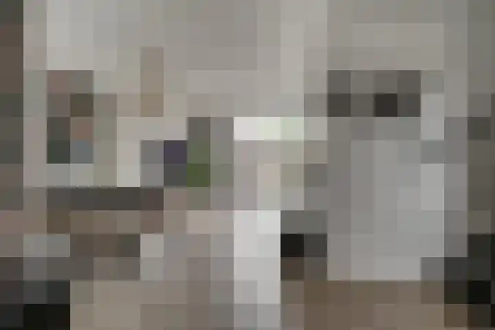 Bauerstraat 4 Duiven thumbnail 16